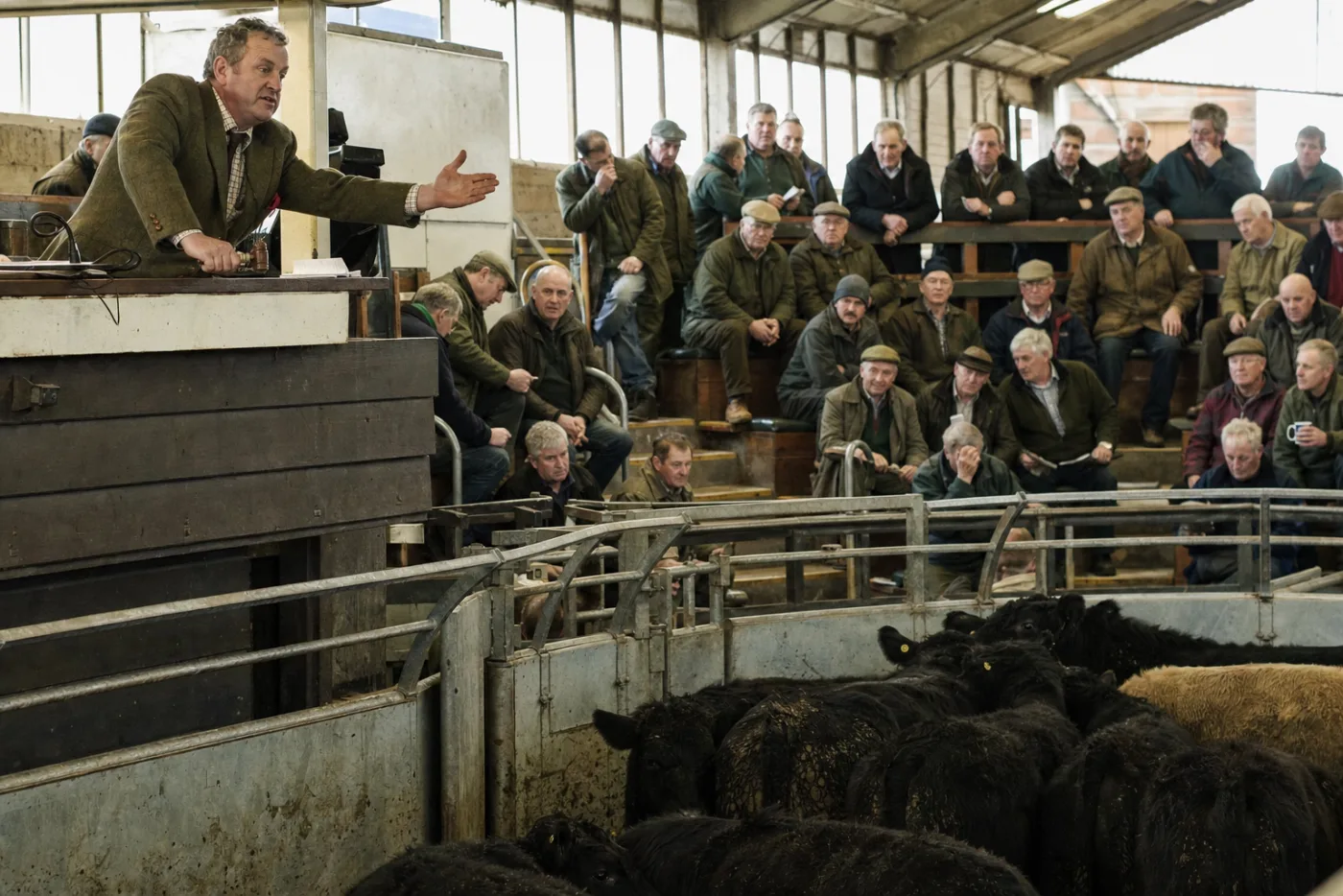 An auctioneer taking bids from tiered benches around a cattle ring
